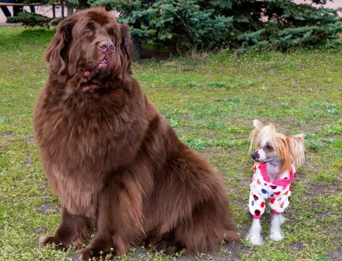 giant dog breeds