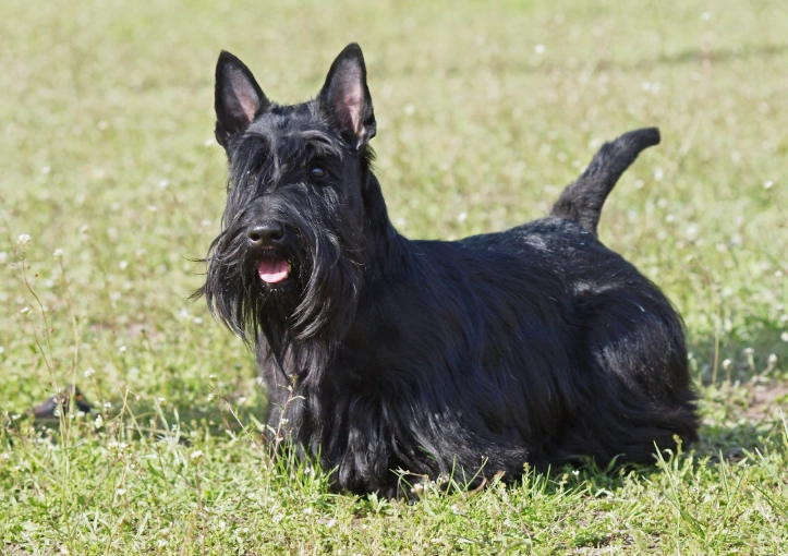 Scottish Terrier dogs Scottish Terrier dogs
