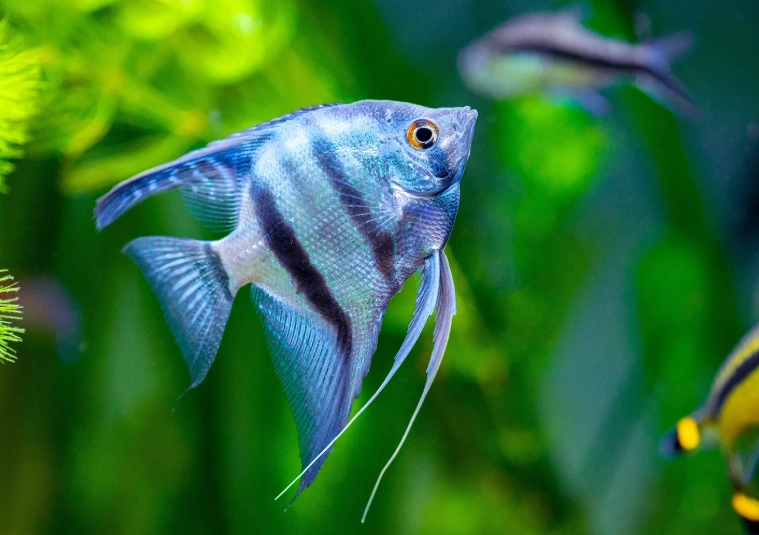 angelfish care