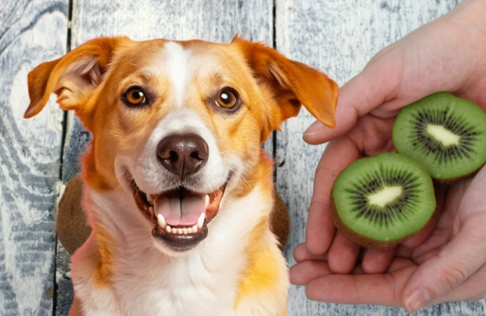 is kiwi safe for dogs is kiwi safe for dogs