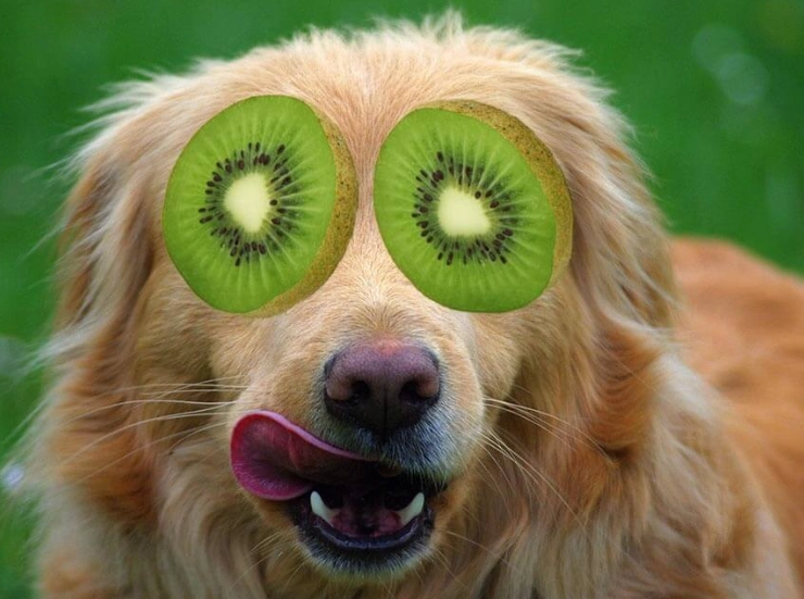 can dogs eat kiwi can dogs eat kiwi