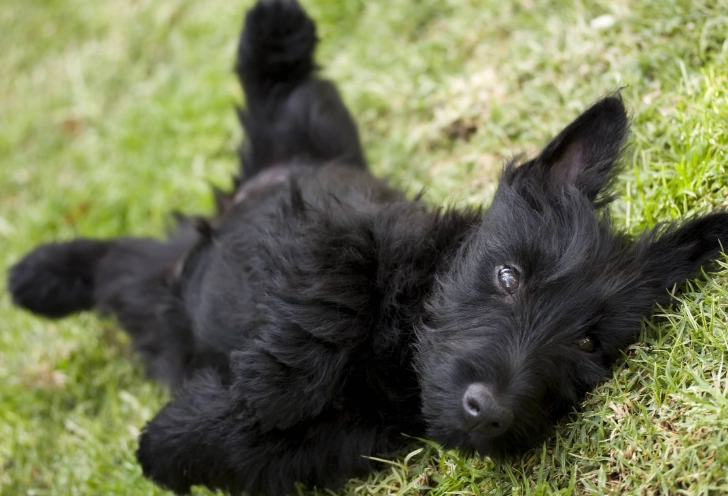Scottish Terrier temperament Scottish Terrier temperament