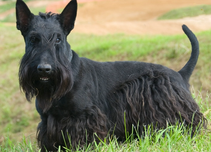 Scottish Terrier temperament Scottish Terrier temperament