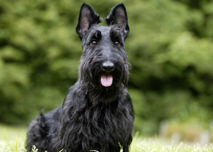 Scottish Terrier dogs Scottish Terrier dogs