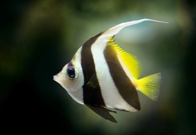 angelfish care
