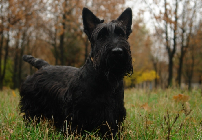 Scottie dog care Scottie dog care