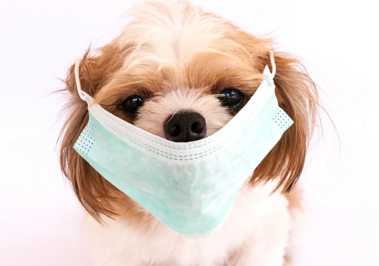 dog gagging cough