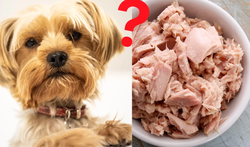 is tuna good for dogs