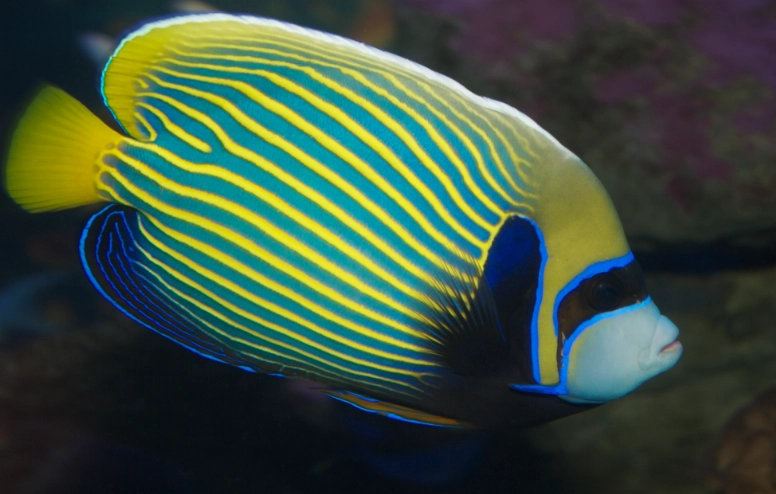 freshwater angelfish