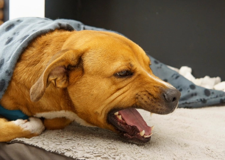 dog coughing and gagging