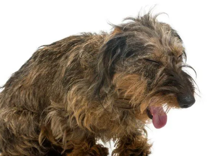 dog coughing causes