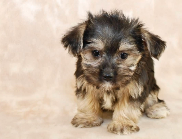 Morkie puppy