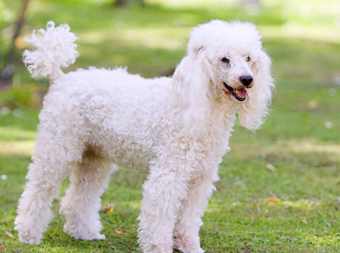 poodle grooming poodle grooming
