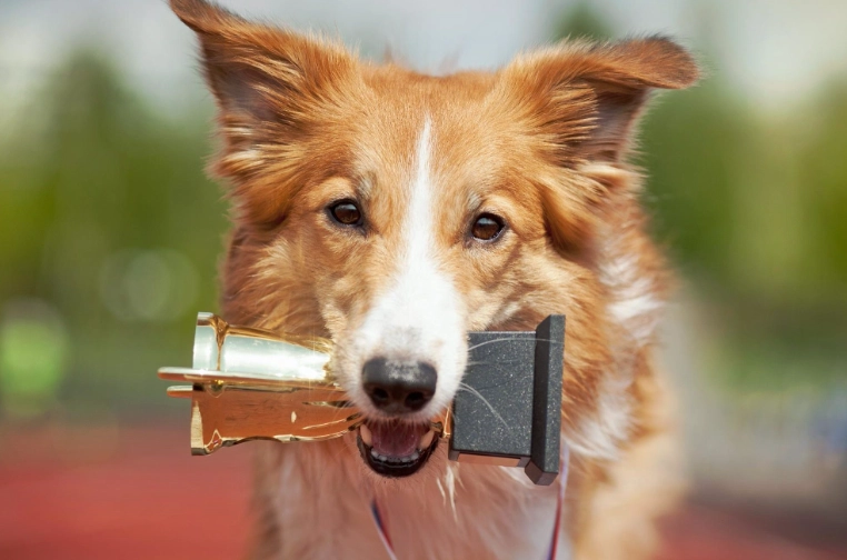 intelligent dog breeds list