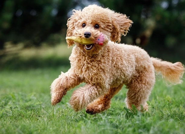 poodle care poodle care