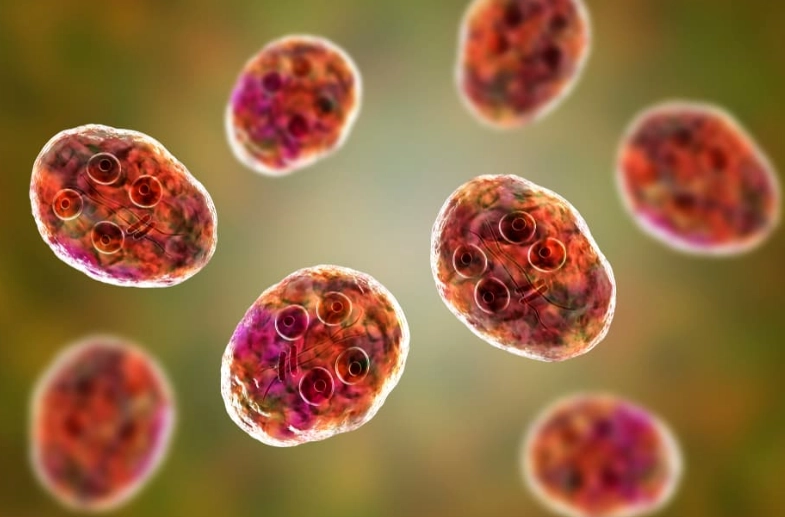 cat giardia treatment cat giardia treatment