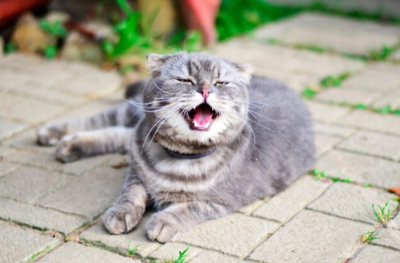 cat sneezing treatment cat sneezing treatment