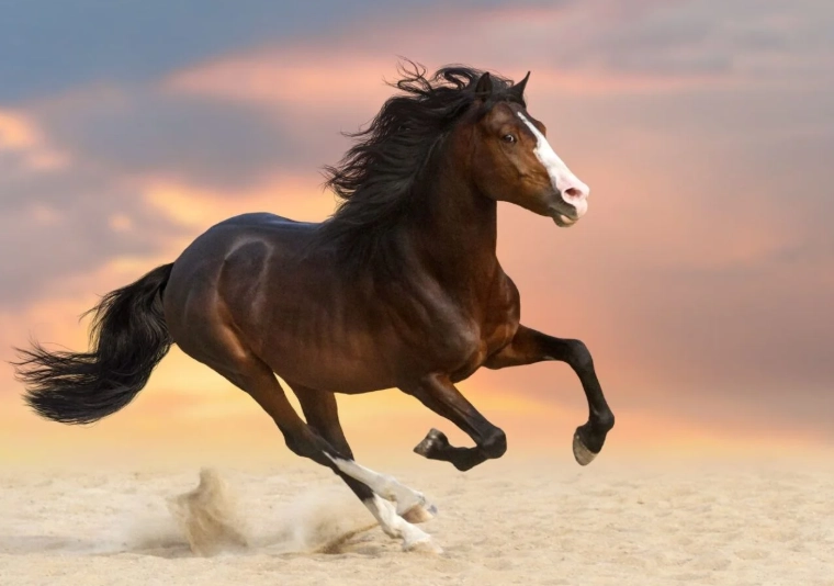 fastest horse breed