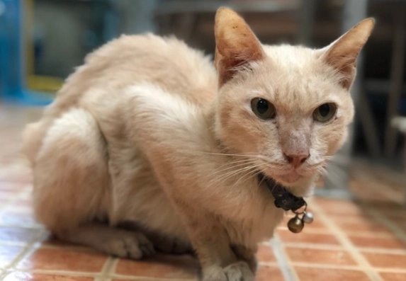 is giardia in cats contagious to humans is giardia in cats contagious to humans