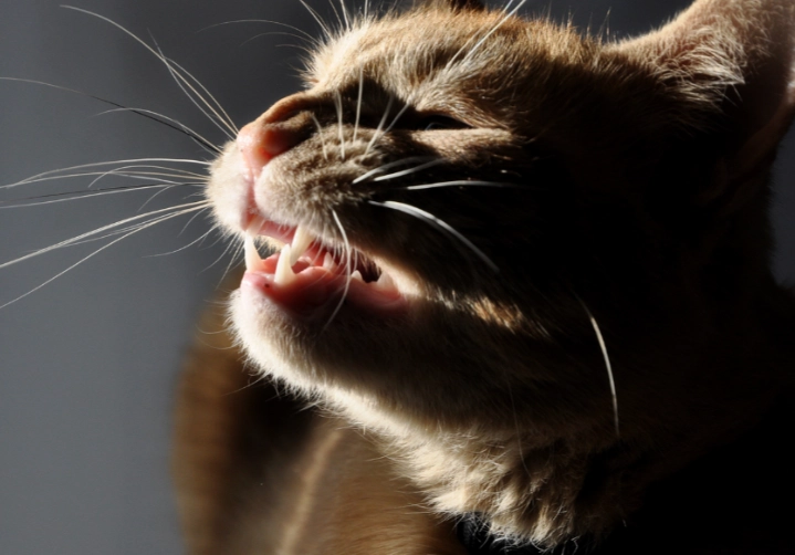 cat respiratory infection cat respiratory infection