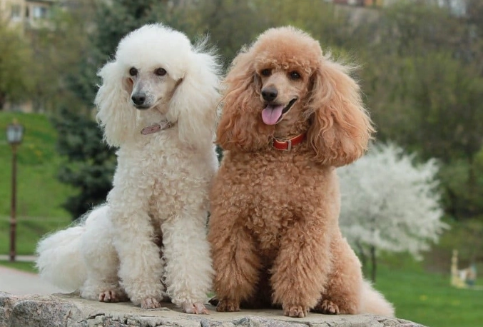 poodle grooming poodle grooming