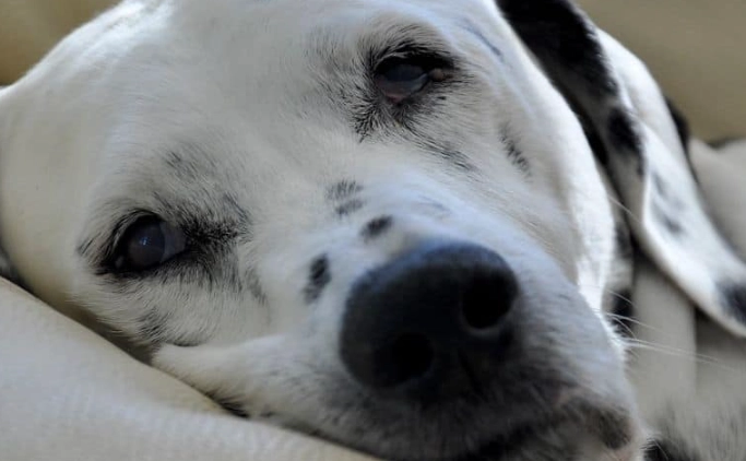 blood and mucus in dog stool