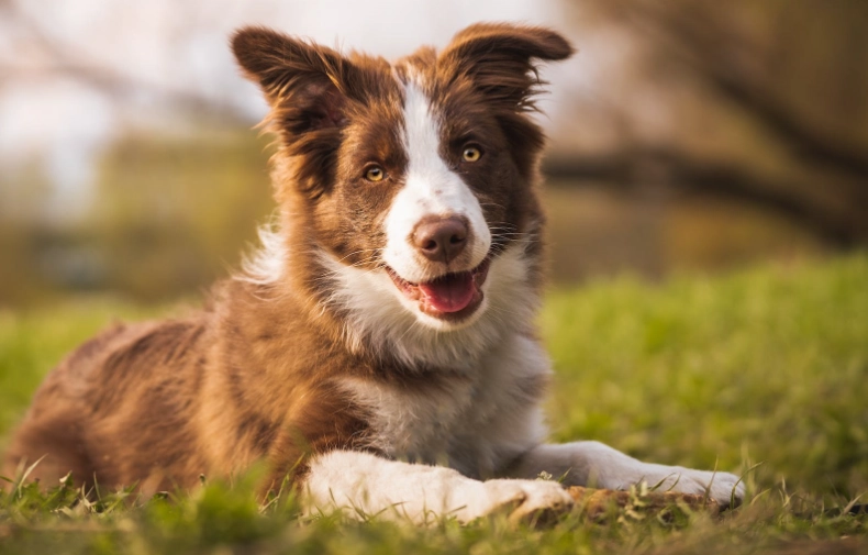 intelligent dog breeds list