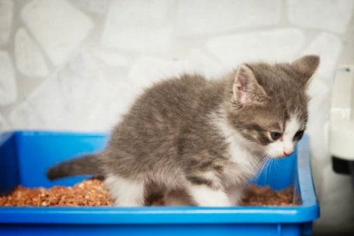 cat giardia treatment cat giardia treatment