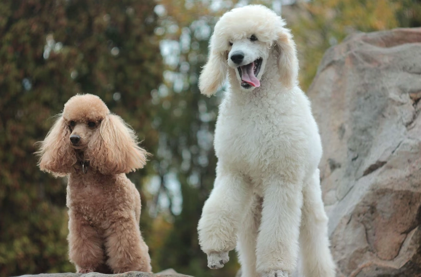 poodle sizes poodle sizes
