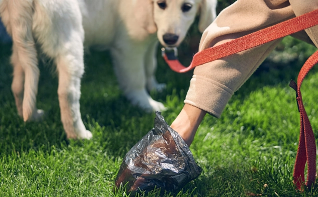 blood and mucus in dog stool