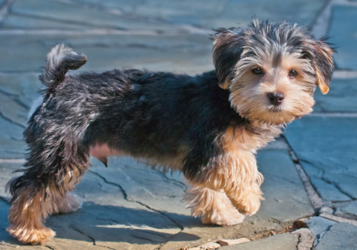 Morkie dog