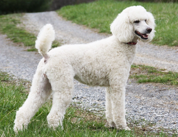 poodle sizes poodle sizes