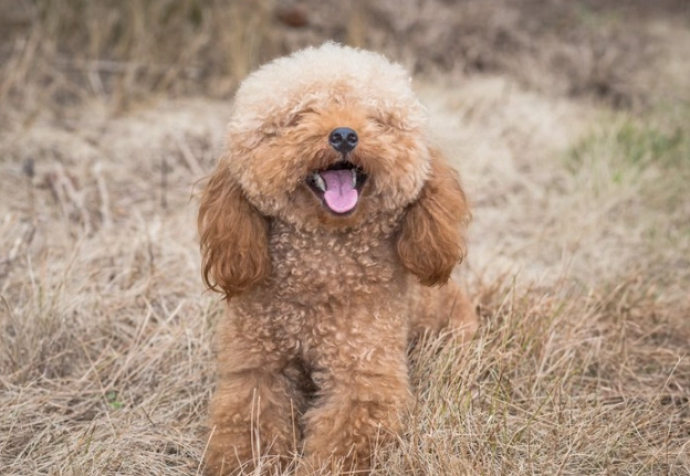 poodle care poodle care
