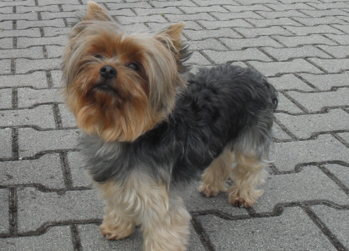Maltese Yorkie mix