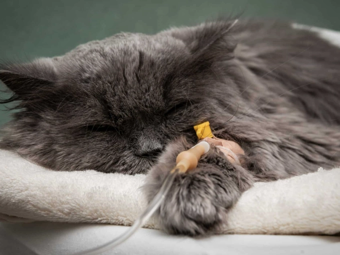 giardia in cats symptoms giardia in cats symptoms