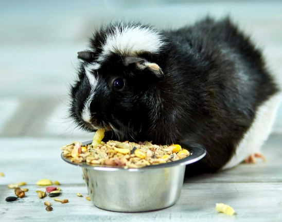 guinea pig hay guinea pig hay