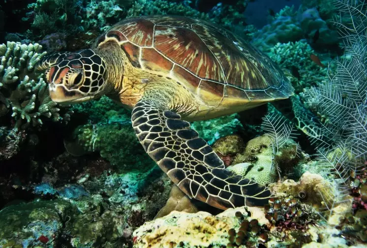 pet turtle care pet turtle care