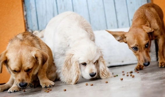 best dog food for allergies