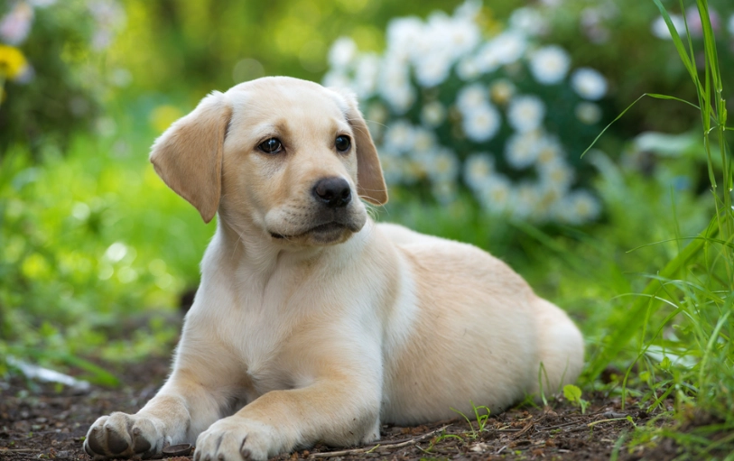 labrador retriever guide labrador retriever guide