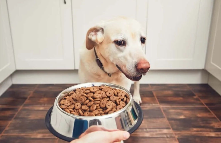 best dog food for allergies
