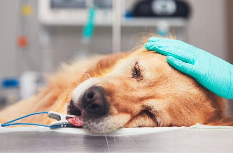 kennel cough vaccine kennel cough vaccine