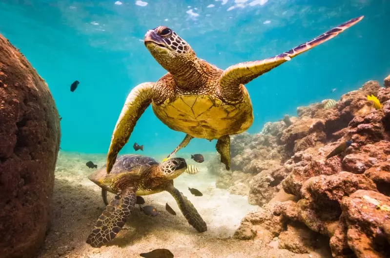 turtle lifespan turtle lifespan