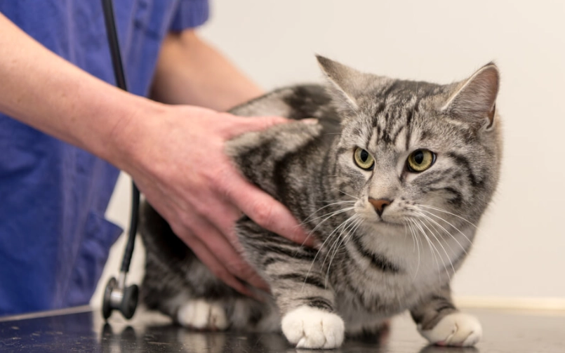 feline hyperthyroidism symptoms