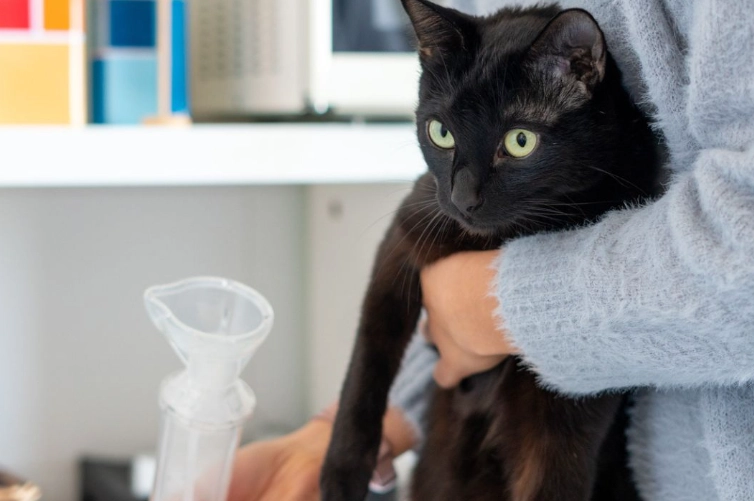 hyperthyroidism in cats