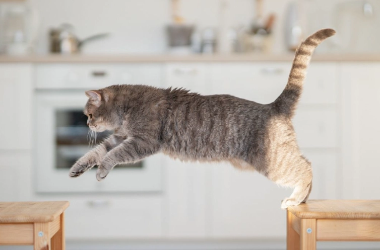 feline hyperthyroidism symptoms