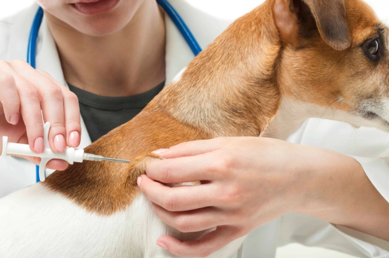 bordetella vaccine for dogs bordetella vaccine for dogs