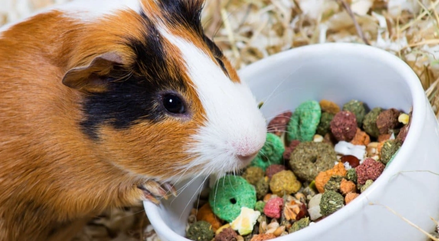 guinea pig hay guinea pig hay