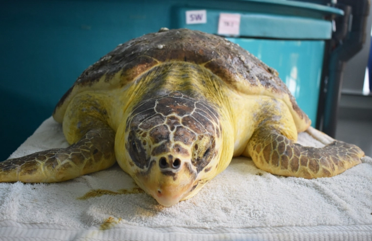 pet turtle care pet turtle care