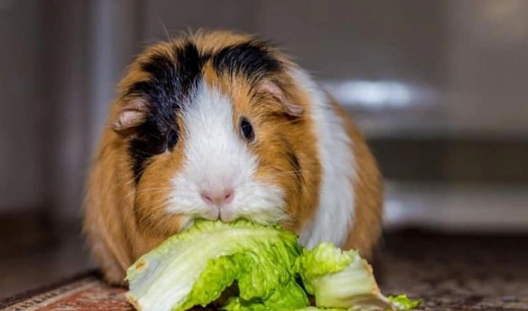 guinea pig diet guinea pig diet