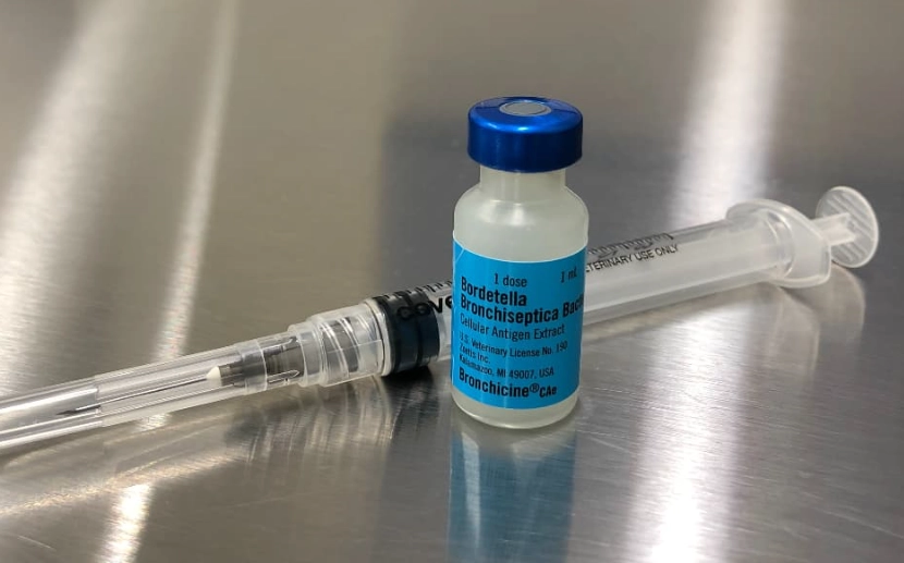 kennel cough vaccine kennel cough vaccine